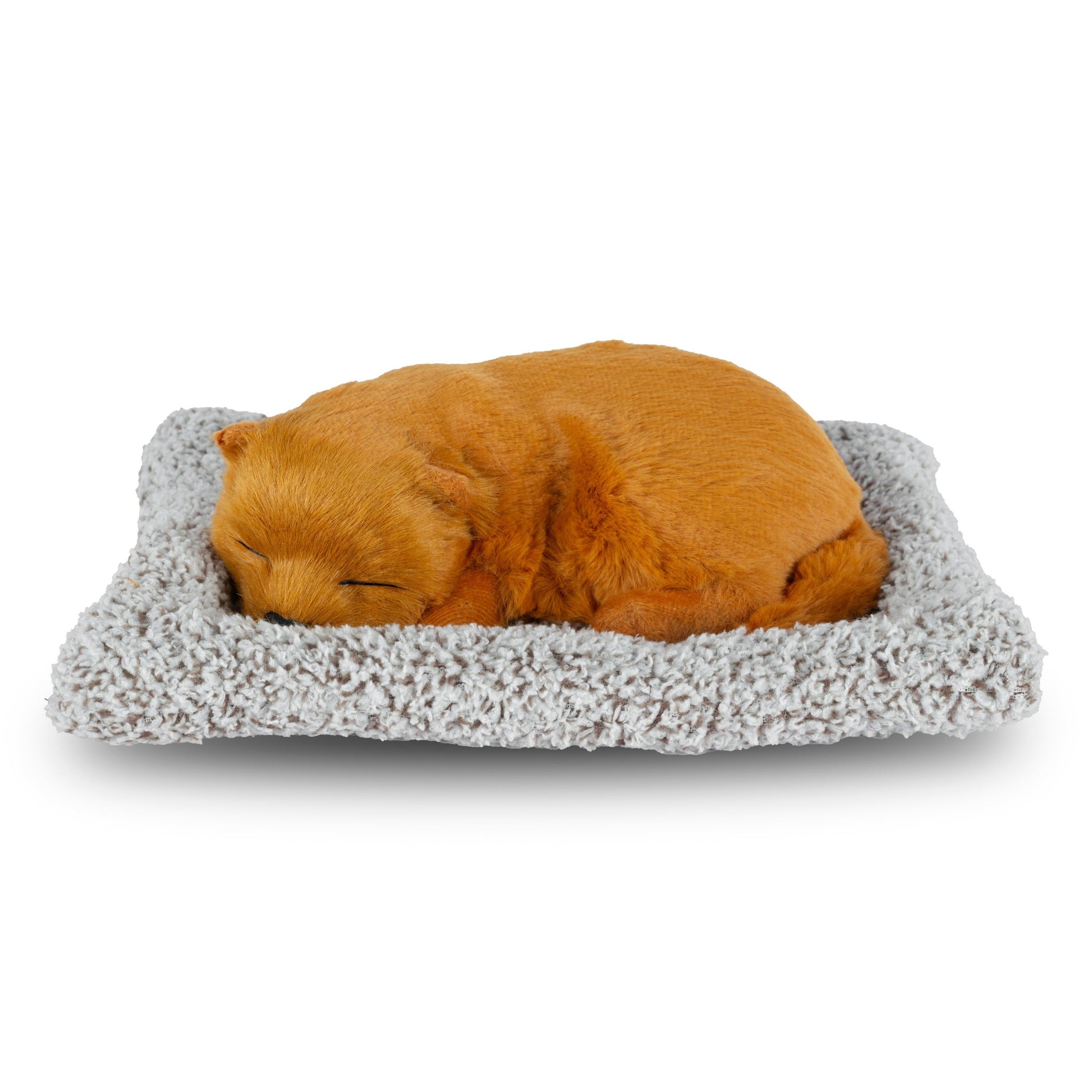 sleeping dog